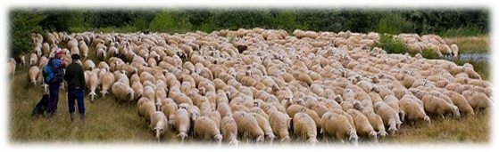 Ganaderos con rebaño de ovejas
