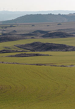 Campos de trigo