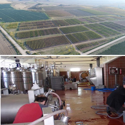 Foto partida en dos, arriba parcela de Evena y abajo la bodega