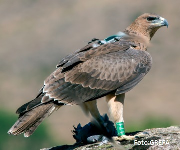 Aguila Bonelli