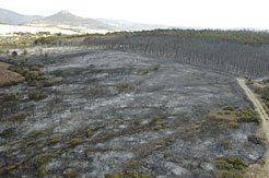 Incendio en el Carrascal